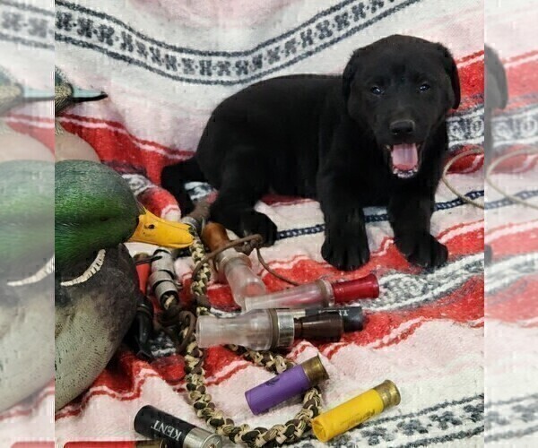 Medium Photo #12 Labrador Retriever Puppy For Sale in MERIDEN, KS, USA