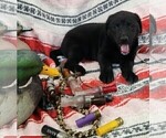 Small Photo #12 Labrador Retriever Puppy For Sale in MERIDEN, KS, USA