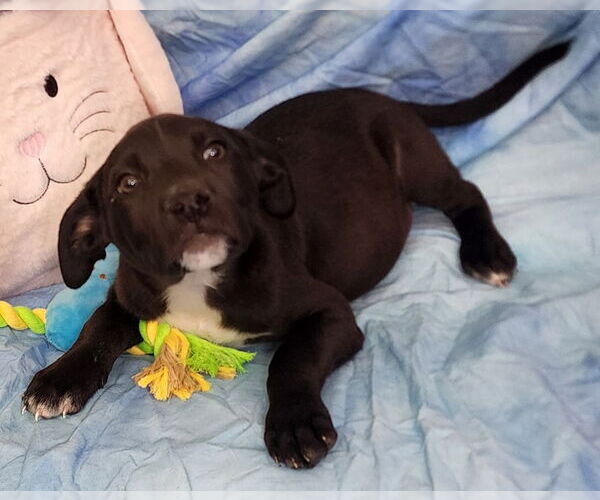 Medium Photo #2 Bulldog-Labrador Retriever Mix Puppy For Sale in Wetumpka, AL, USA