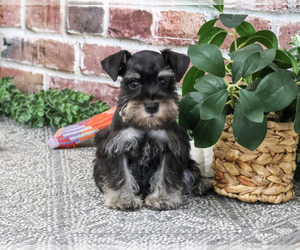 Schnauzer (Miniature) Puppy for Sale in SYRACUSE, Indiana USA