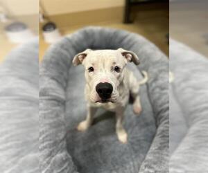 American Bulldog-Unknown Mix Dogs for adoption in Chula Vista, CA, USA