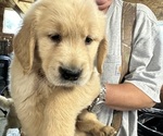 Small Golden Retriever