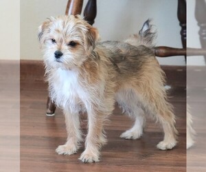 Morkie Puppy for sale in ROCK VALLEY, IA, USA