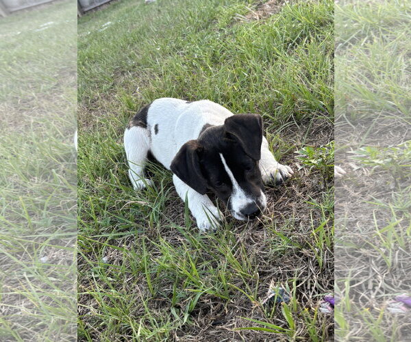 Medium Photo #3 Labrador Retriever-Unknown Mix Puppy For Sale in Sanford, FL, USA
