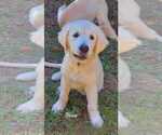 Puppy AKC Blue HOLD Golden Retriever