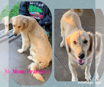 Small Photo #1 Golden Retriever Puppy For Sale in EHRHARDT, SC, USA