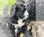 Small Photo #33 Bernedoodle Puppy For Sale in CANTON, MI, USA