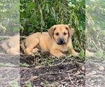Small #2 Sheprador