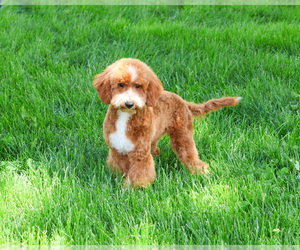 Goldendoodle mix (+ Poodle Miniature) Puppy for sale in SYRACUSE, IN, USA