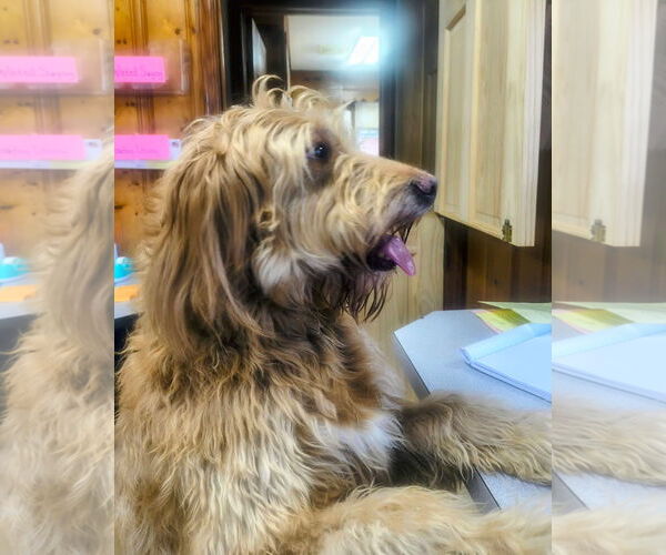 Medium Photo #5 Golden Retriever-Unknown Mix Puppy For Sale in Raleigh, NC, USA