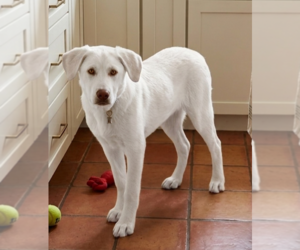 Labrenees Dogs for adoption in Genesee, WI, USA