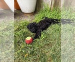 Small Photo #3 Labradoodle-Poogle Mix Puppy For Sale in SAN FRANCISCO, CA, USA