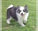 Small Photo #38 Pomsky Puppy For Sale in BAXTER, TN, USA