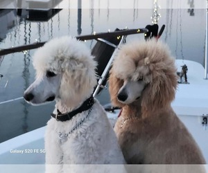 Mother of the Poodle (Standard) puppies born on 07/18/2026