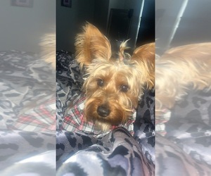Yorkshire Terrier Puppy for sale in JERSEY VILLAGE, TX, USA