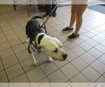 Small American Pit Bull Terrier