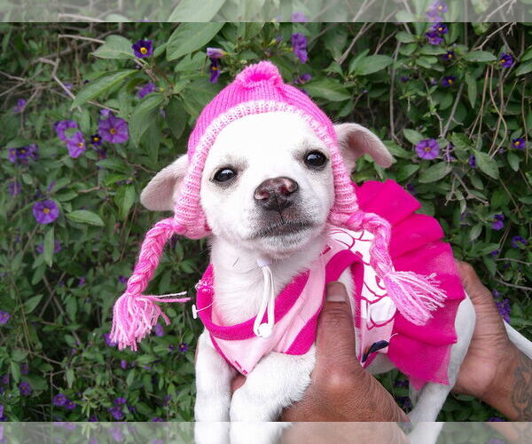 Medium Photo #1 Chihuahua-Unknown Mix Puppy For Sale in San Diego, CA, USA