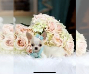 Chihuahua Puppy for sale in KISSIMMEE, FL, USA