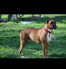 Boxer Puppy for sale in LINDEN, TN, USA