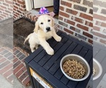 Small #3 English Cream Golden Retriever