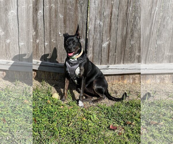 Medium Photo #3 Labrador Retriever-Unknown Mix Puppy For Sale in Katy, TX, USA