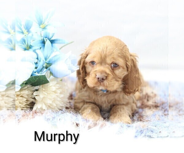 Medium Photo #21 Cocker Spaniel Puppy For Sale in LOYAL, WI, USA