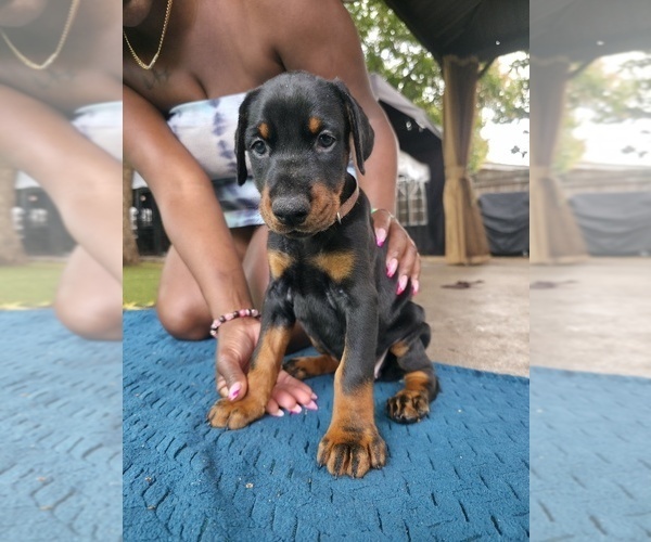 Medium Photo #10 Doberman Pinscher Puppy For Sale in MIAMI, FL, USA