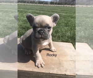 French Bulldog Puppy for Sale in GOSHEN, Indiana USA