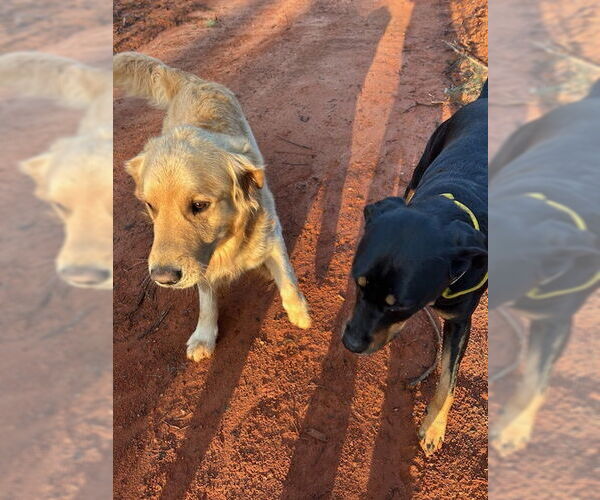 Medium Photo #6 Rottweiler-Unknown Mix Puppy For Sale in White Hall, AR, USA