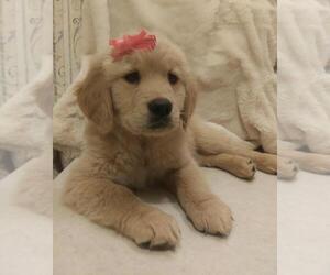 Golden Retriever Puppy for Sale in CARTHAGE, New York USA