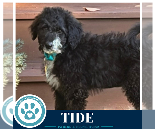 Medium Photo #2 Mutt Puppy For Sale in Kimberton, PA, USA