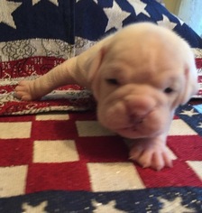 Olde English Bulldogge Puppy for sale in CORINTH, NY, USA