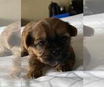Small Photo #12 Shorkie Tzu Puppy For Sale in EDMOND, OK, USA