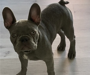 French Bulldog Puppy for sale in CANYON LAKE, CA, USA