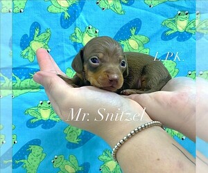Dachshund Puppy for sale in WINNSBORO, LA, USA
