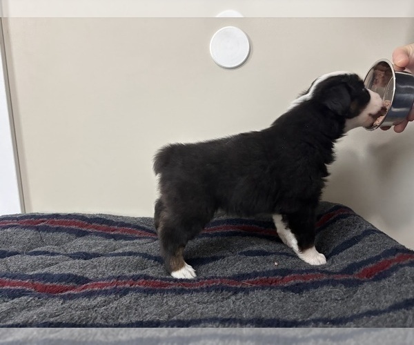 Medium Photo #1 Australian Shepherd Puppy For Sale in CIRCLEVILLE, KS, USA
