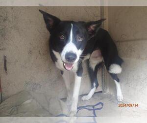 Border Collie-Unknown Mix Dogs for adoption in St. Cloud, FL, USA