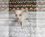 Small #24 Chihuahua