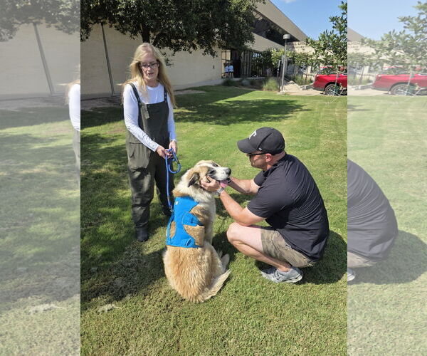 Medium Photo #6 Great Pyrenees-Unknown Mix Puppy For Sale in Houston, TX, USA