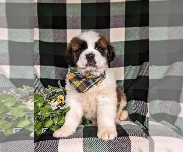 Medium Photo #2 Saint Bernard Puppy For Sale in QUARRYVILLE, PA, USA