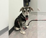Small #5 Siberian Husky