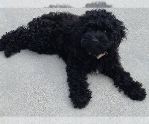 Poodle (Miniature) Puppy for sale in CLERMONT, FL, USA