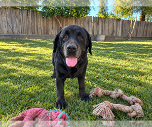 Saylor - Female Labrador Retriever Dog for Adoption - Photo #2