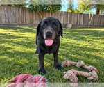 Small Photo #2 Labrador Retriever Puppy For Sale in Clovis, CA, USA