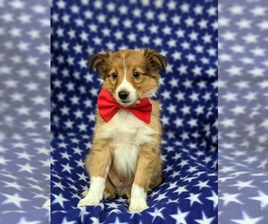 Shetland Sheepdog Puppy for sale in CHRISTIANA, PA, USA