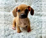 Small #2 Chihuahua Mix