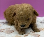 Small #1 Poodle (Miniature)