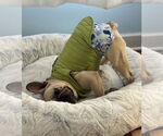 Small #7 French Bulldog