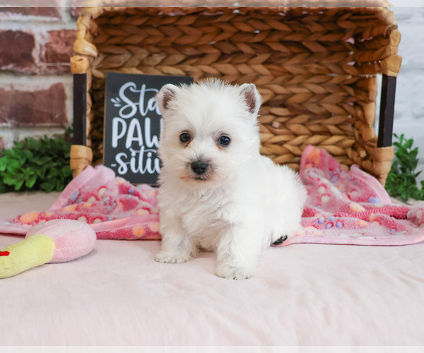Medium Photo #15 West Highland White Terrier Puppy For Sale in SYRACUSE, IN, USA