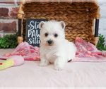 Small #14 West Highland White Terrier